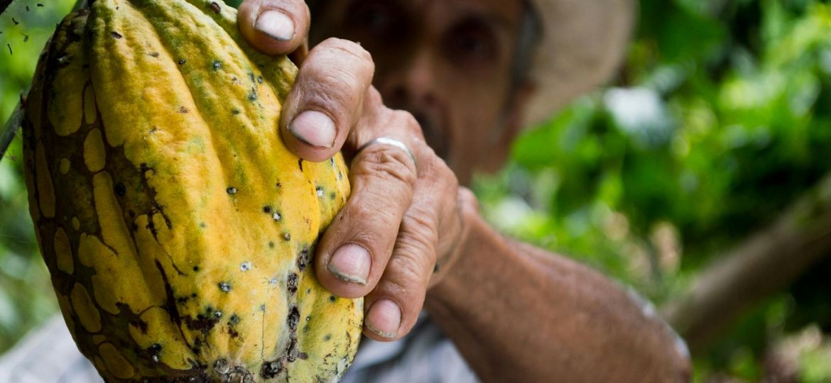 Cacao y Café en Alza: Oportunidad para Ecuador