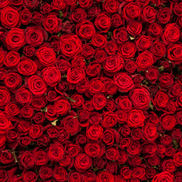 mercado ecuatoriano florícola y su impacto económico