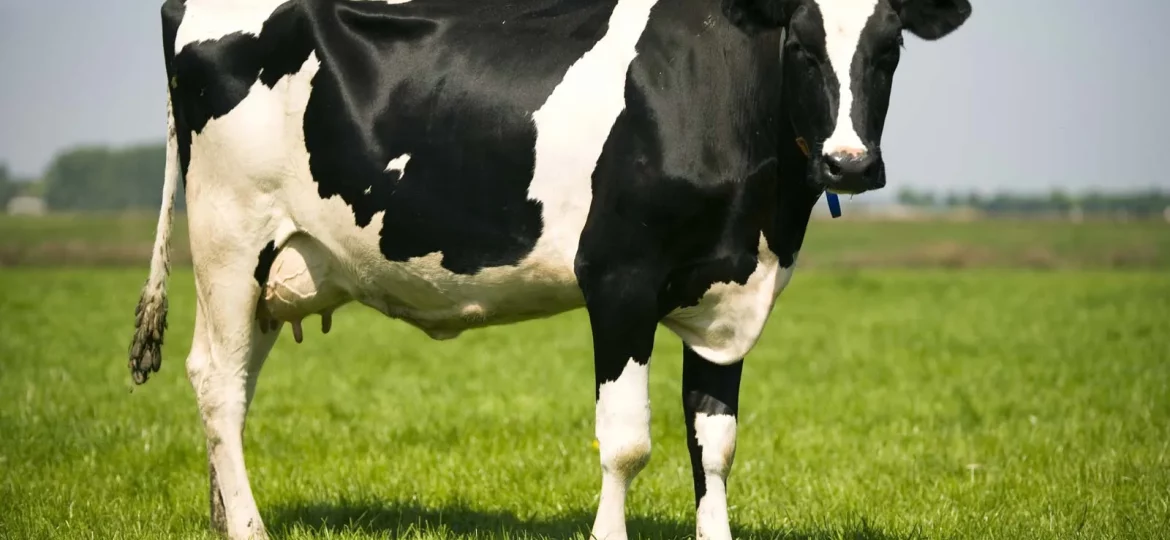 El collar inteligente para vacas que vale $2.000 millones: ¿llegará al campo ecuatoriano?