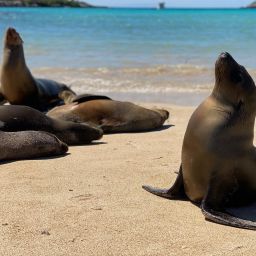 Galapagos destino de lujo. Foto Ivanna Zauzich