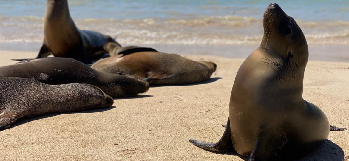 Galapagos destino de lujo. Foto Ivanna Zauzich